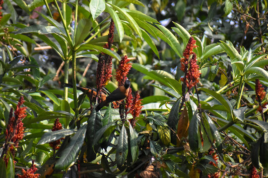 Rufous Sibia Heterophasia capistrata Hunting Nectar in Blossoms of Ocotillo flowers at Latpanchar, India.