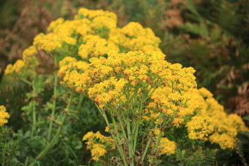 Obraz premium yellow flowers