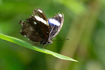 Hypolimnas bolina, the Great Eggfly or Blue Moon Butterfly.