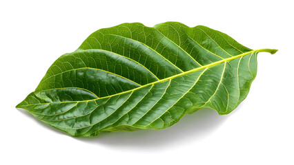 Obraz premium Single Green Leaf on White Background.