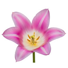 A vibrant pink lily flower in full bloom against a plain background isolated on transparent background	
