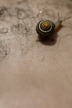 Snail Traversing Skin Surface With Fine Hairs in a Close-Up View