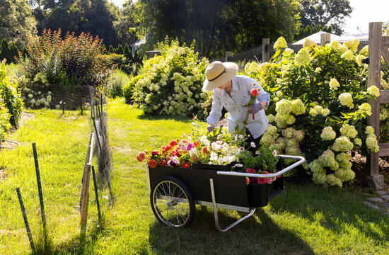 Portrait Senior Citizen Garden pick flowers 