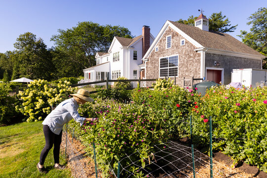 Portrait Senior Citizen Garden pick flowers farm