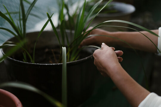 Gardener taking care of potted chlorophytum comosum in greenhouse