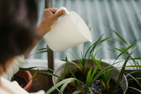 Woman gently watering potted plants on balcony garden