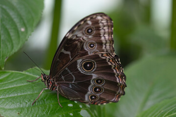 The Menelaus Blue Morpho Butterfly (Morpho menelaus).
