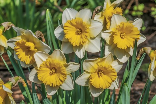 Narcissus Day: The Flower of Myth, Beauty, and Spring on March 6th