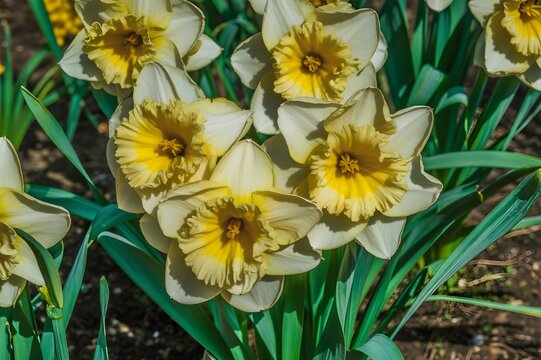 Narcissus Day: The Flower of Myth, Beauty, and Spring on March 6th