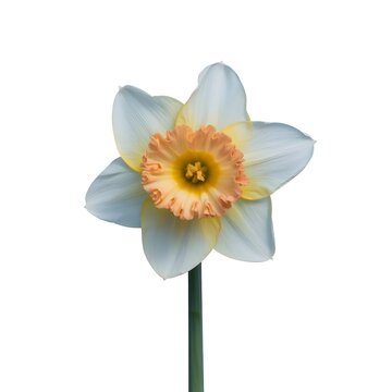 Narcissus Day: The Flower of Myth, Beauty, and Spring on March 6th