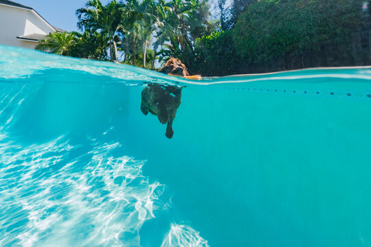 Dog swimming