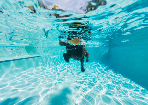 Dog swimming