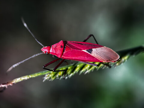 Close up of red cotton stainer (genus Dysdercus)
