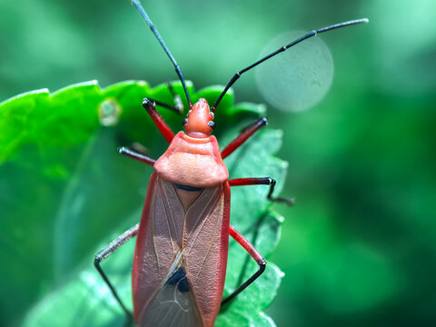 Close up of red cotton stainer (genus Dysdercus)