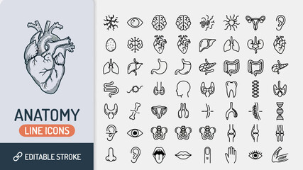 Fototapeta premium 40 Organ and Bone Illustrations in 8 Rows with Titles and Labels