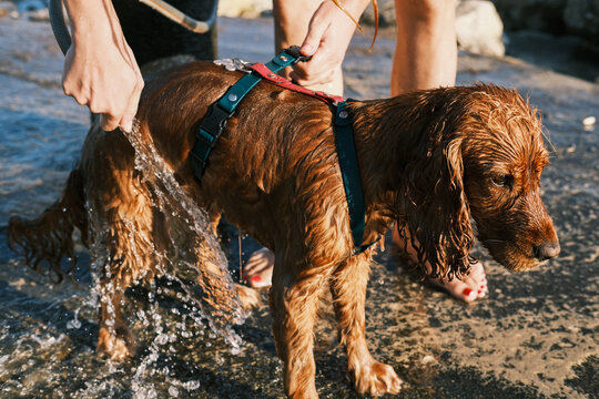 Wet dog being rinsed with water at the beach