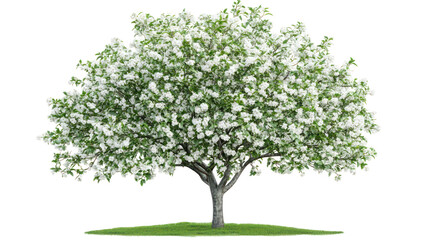 Obraz premium A beautiful tree with white flowers on transparent background