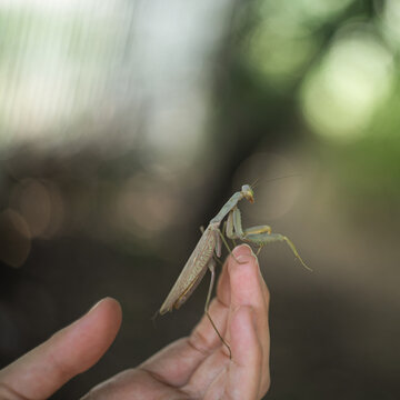 Gentle encounter with mantis on hand
