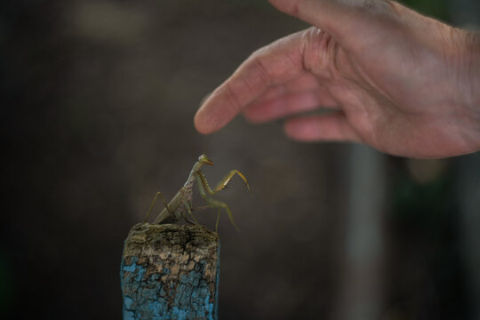 Curious hand reaching toward green mantis