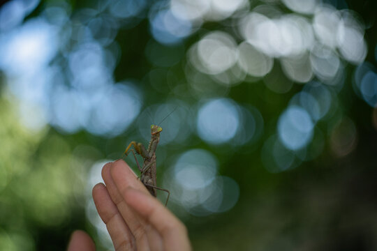 Praying mantis on blurred background hand