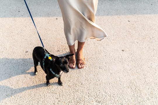 Leisurely summer walk with cute black dog