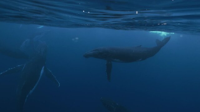 Underwater view of big humpback whale pod. Wildlife nature mammal marine life. Amazing shot of majestic playful whales socialization mating games close to surface. deep blue water of Pacific ocean