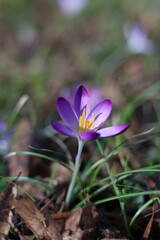 Crocus violet solitaire dans herbe printani&egrave;re