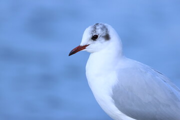 Obraz premium Portrait rapproché de mouette blanche au bord de l’eau à Genève