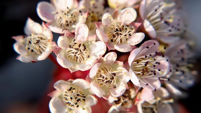Ninebark flowers close-up. 4k video