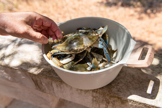 Freshly Caught Blue Crabs in a Bowl Ready for Cooking 