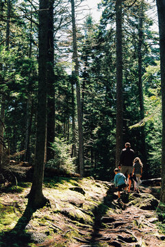 Family walking in the forest
