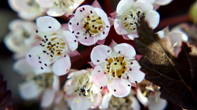 Flowers of the ninebark close-up. 4k video