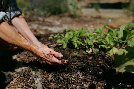 Gardener nurturing soil quality in a thriving vegetable garden