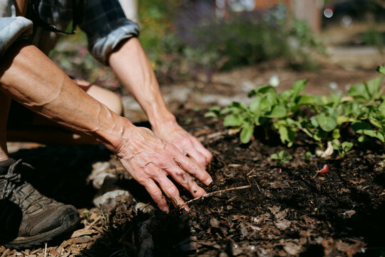 Hands tending garden soil with green plants in a natural outdoor area