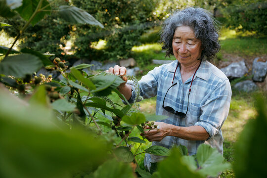Woman harvesting berries in a garden on a bright summer day