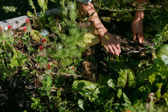 Hands tending to plants in a vibrant vegetable and herb garden