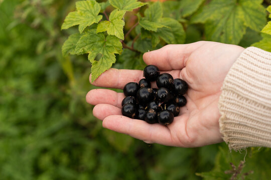 Hand holding freshly picked black currants
