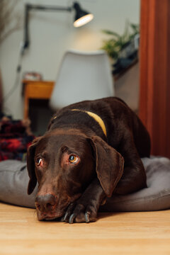 German Shorthaired Pointer Resting Indoors on Dog Bed
