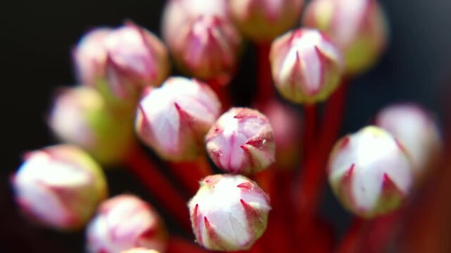 Flowers of the ninebark close-up. 4k video