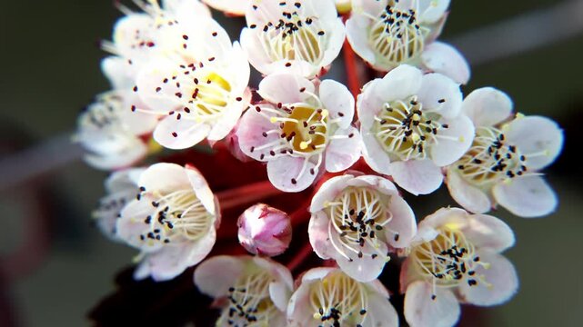 Flowers of the ninebark close-up. 4k video