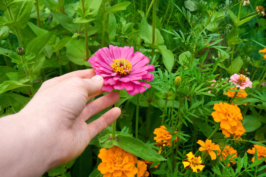 Hand Reaching for a Vibrant Pink Zinnia Among Colorful Flowers