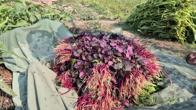 Professional RAW eye level medium shot of a farmer neatly arranging fresh red amaranth (Lal Shak) bundles on a cloth in Bangladesh, 4K UHD 30fps.