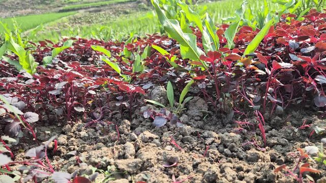 Professional RAW low angle shot of a farmer harvesting fresh red amaranth (Lal Shak) with hands in Bangladesh, 4K UHD 30fps.