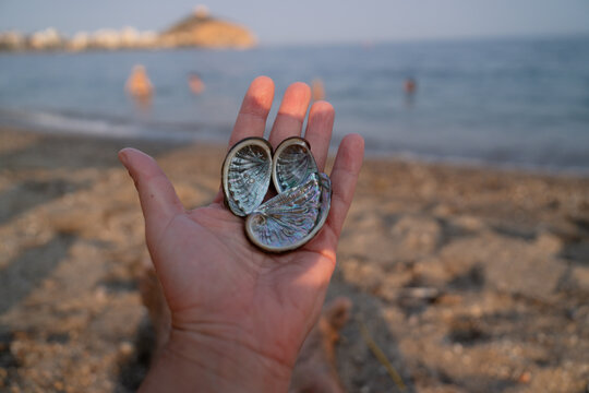 Hand holding abalone shells on sandy beach 