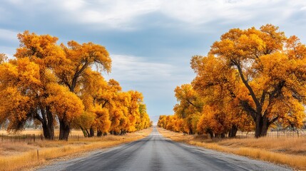 Obraz premium Majestic Autumn Road Surrounded by Golden Trees Under a Cloudy Sky in a Rural Setting with Inviting Scenery Perfect for Nature Lovers and Travel Enthusiasts