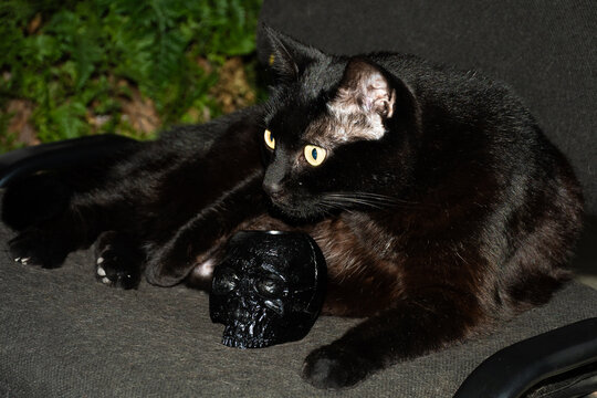Black cat resting beside decorative skull on outdoor chair