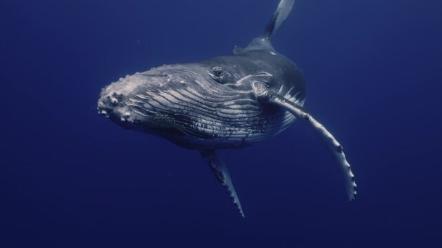 Underwater giant majestic humpback whale swimming towards camera. Wildlife marine mammal animals nature. Undersea world. Young whale amazing close up portrait. Whale eye looking straight to camera.