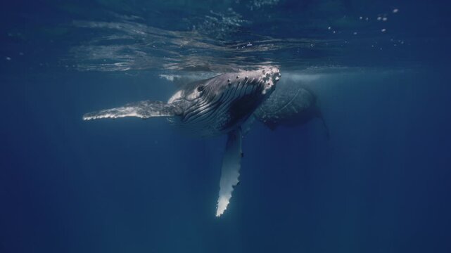 Underwater view of big humpback whale pod. Wildlife nature mammal marine life. Amazing shot of majestic playful whales socialization mating games close to surface. deep blue water of Pacific ocean