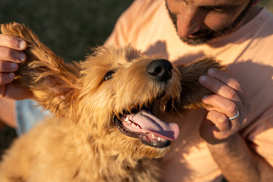 Joyful Puppy Moments in the Sunshine