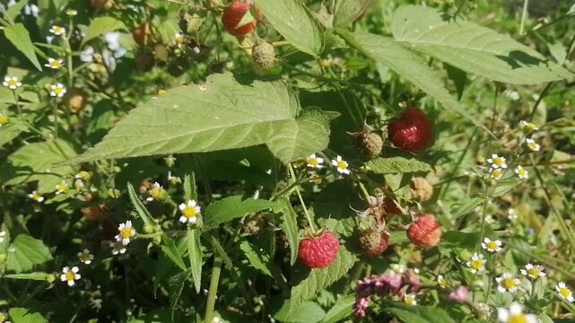 Raspberries on a branch in the garden. Healthy food organic nutrition. Growing raspberry bushes with weeds on the farm or in the garden. Eco.